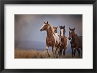 Framed Wild Stallion