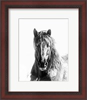 Framed Black Stallion