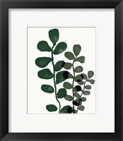 Framed 'Green Eucalyptus I' border=