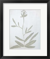 Framed Flower on White