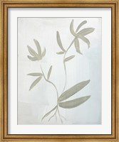 Framed Leaves on White