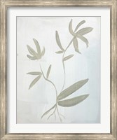 Framed Leaves on White