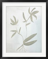 Framed Leaves on White