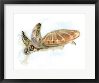 Framed Turtle