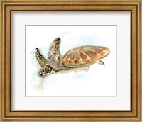 Framed Turtle