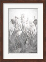 Framed Tulips I