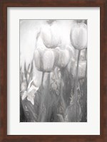 Framed Tulips II