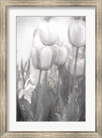 Framed Tulips II