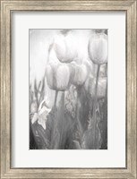 Framed Tulips II