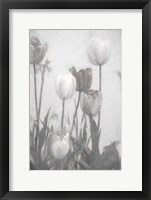 Framed Tulips III