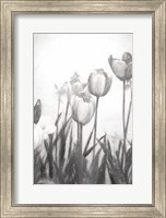 Framed Tulips IV