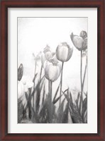 Framed Tulips IV