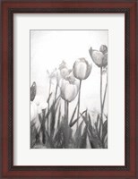 Framed Tulips IV