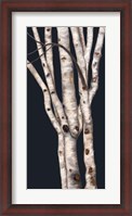 Framed Birch Tree II