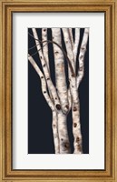 Framed Birch Tree II
