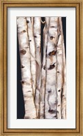 Framed Birch Tree III