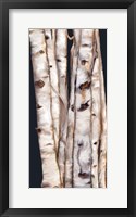 Framed Birch Tree III