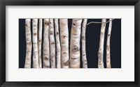 Framed Birch Grove I