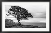 Framed Bonsai Tree