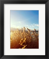 Framed Beach Grass