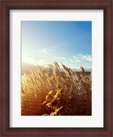 Framed Beach Grass