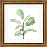 Framed 'Fiddle Fig Leaf Plant II' border=