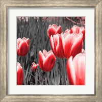 Framed 'Red Tulips I' border=