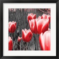 Framed 'Red Tulips I' border=