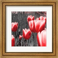 Framed Red Tulips I