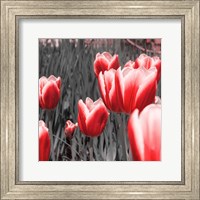 Framed Red Tulips I