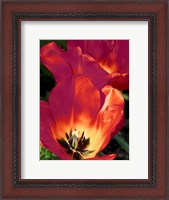 Framed Romantic Tulips I