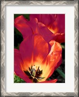 Framed Romantic Tulips I