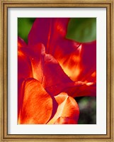 Framed Romantic Tulips II