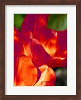 Framed Romantic Tulips II