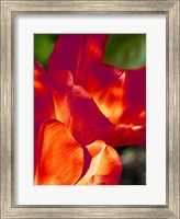 Framed Romantic Tulips II