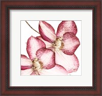 Framed Rouge Plum Flowers II