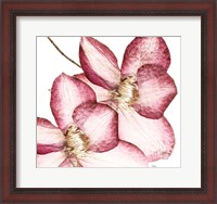 Framed Rouge Plum Flowers II