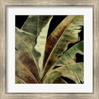 Framed Uraba Palm on Black I