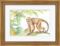 Framed Monkey Roaming In The Jungle