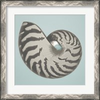 Framed 'Noir Shell on Teal I' border=