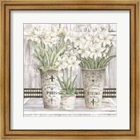 Framed Amaryllis Multi Pots