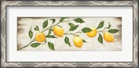 Framed Lemon Branch