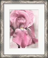 Framed Pink Iris