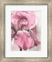 Framed Pink Iris