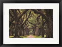 Framed Lane of Oaks