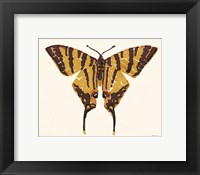 Framed Papillon 2