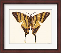 Framed Papillon 2