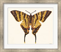 Framed Papillon 2