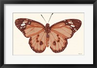 Framed Papillon 3