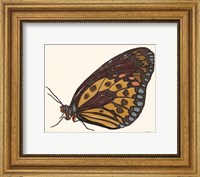 Framed Papillon 5